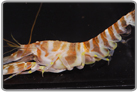 Tiger Pistol Shrimp
